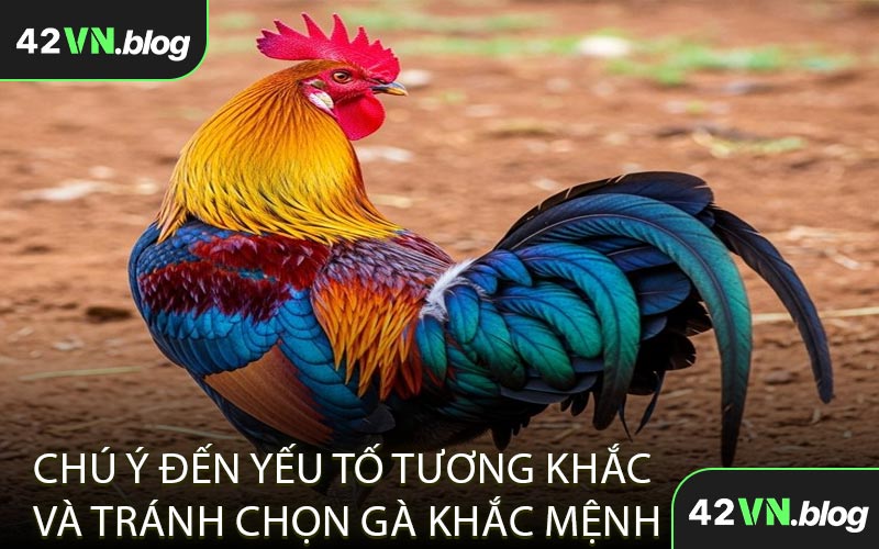Chú Ý Đến Yếu Tố Tương Khắc Và Tránh Chọn Gà Khắc Mệnh