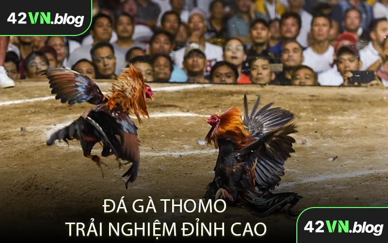 Đá gà Thomo trải nghiệm đỉnh cao