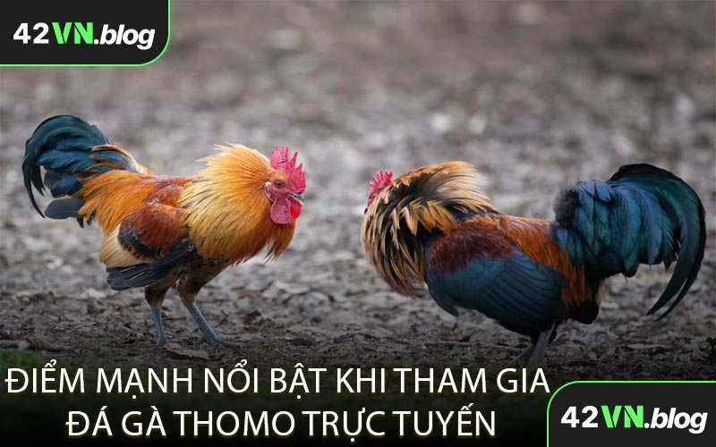 Điểm Mạnh Nổi Bật Khi Tham Gia Đá Gà Thomo Trực Tuyến