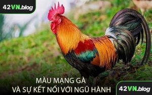Màu Mạng Gà Và Sự Kết Nối Với Ngũ Hành