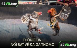 Thông Tin Nổi Bật Về Đá Gà Thomo
