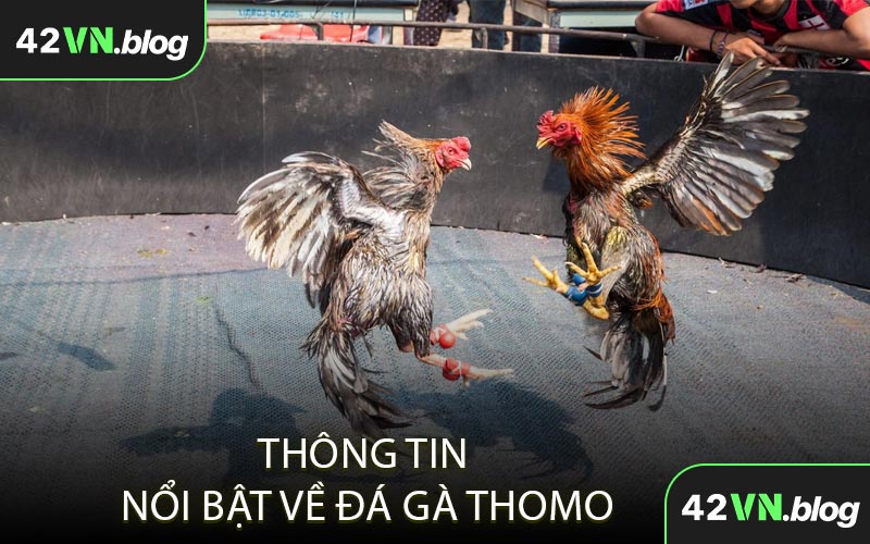 Thông Tin Nổi Bật Về Đá Gà Thomo