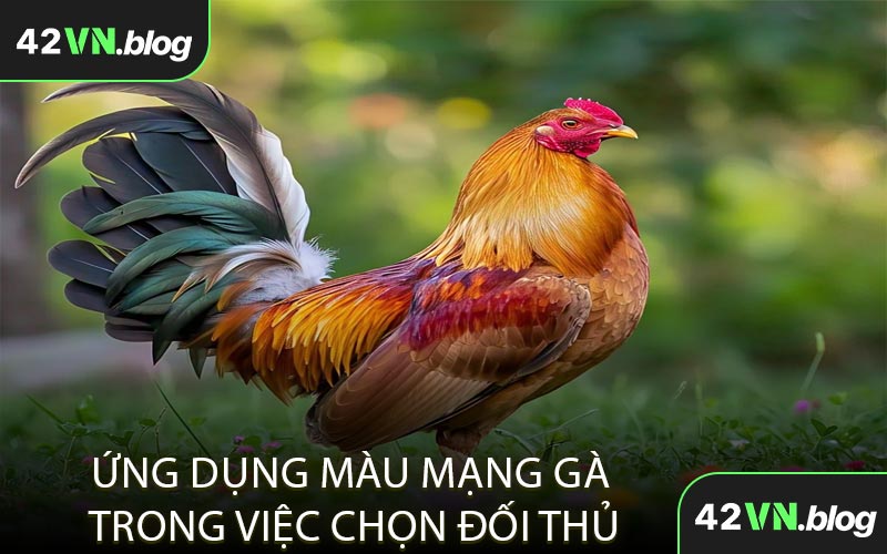 Ứng dụng màu mạng gà trong việc chọn đối thủ