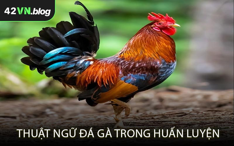 Thuật ngữ đá gà trong huấn luyện