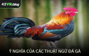 Ý nghĩa của các thuật ngữ đá gà